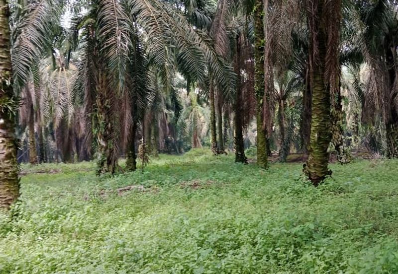 Huge Agriculture Land with Good Location Near Main Road Future Development