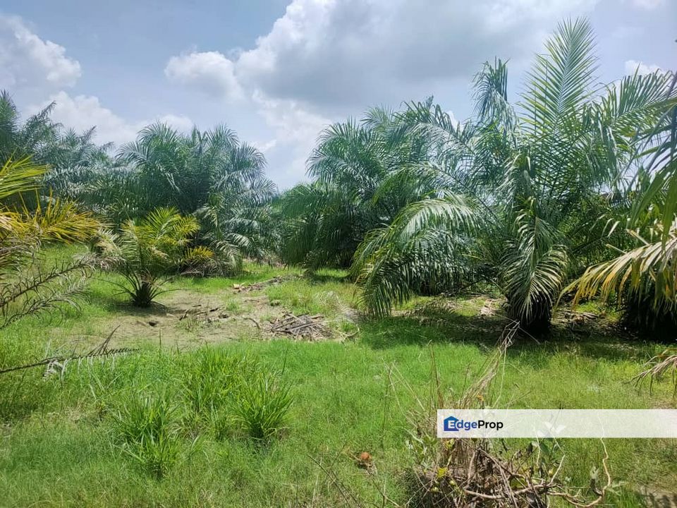 Agricultural land, Kampung Jenjarom, for sale, zoning industry , Selangor, Jenjarom