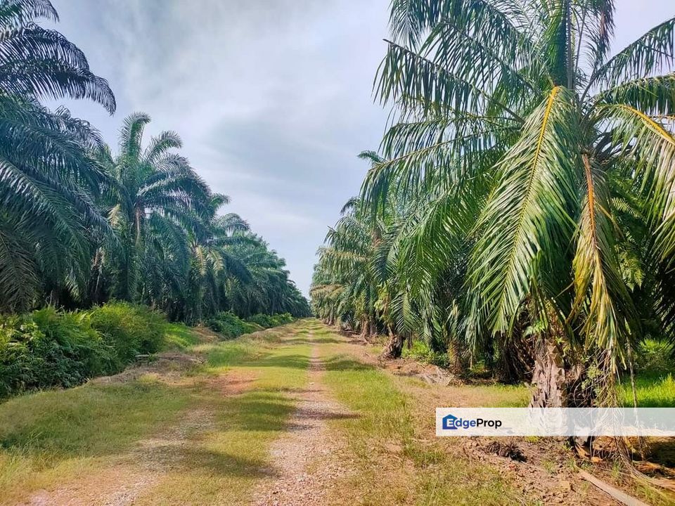 Pulau Carey, industrial land, for sale, Jenjarom , Selangor, Jenjarom