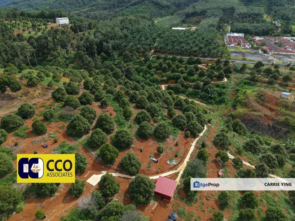 Kuala Kangsar Near Taman Liman Musang King Durian farm For Sale, Perak, Kuala Kangsar