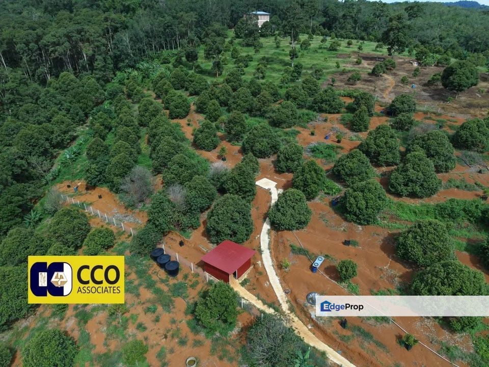 🔥 [FOR SALE] Musang King Durian Farm – Near Taman Liman, Perak, Perak, Kuala Kangsar