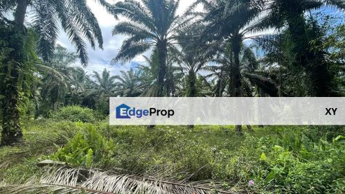 Pekan Nanas Agriculture land Zoning Industrial for Sale , Johor, Pontian
