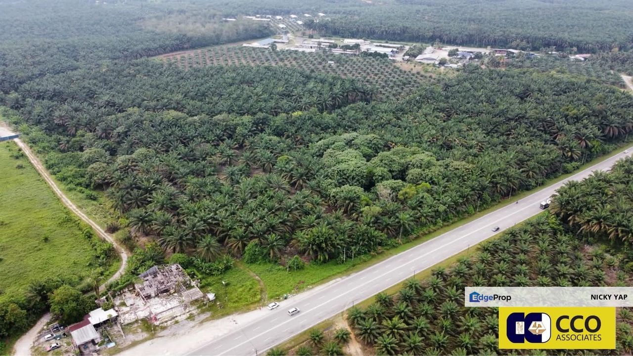 Palm oil Sungkai for sale , Perak, Sungkai