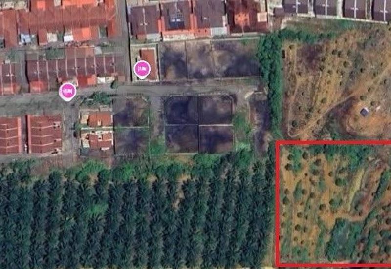 Musang King Farm Kuala Kangsar 