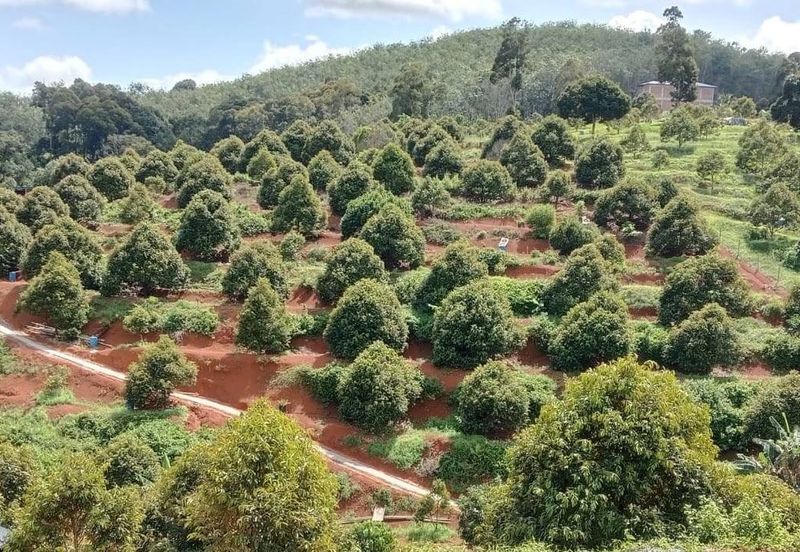 Musang King Farm Kuala Kangsar 