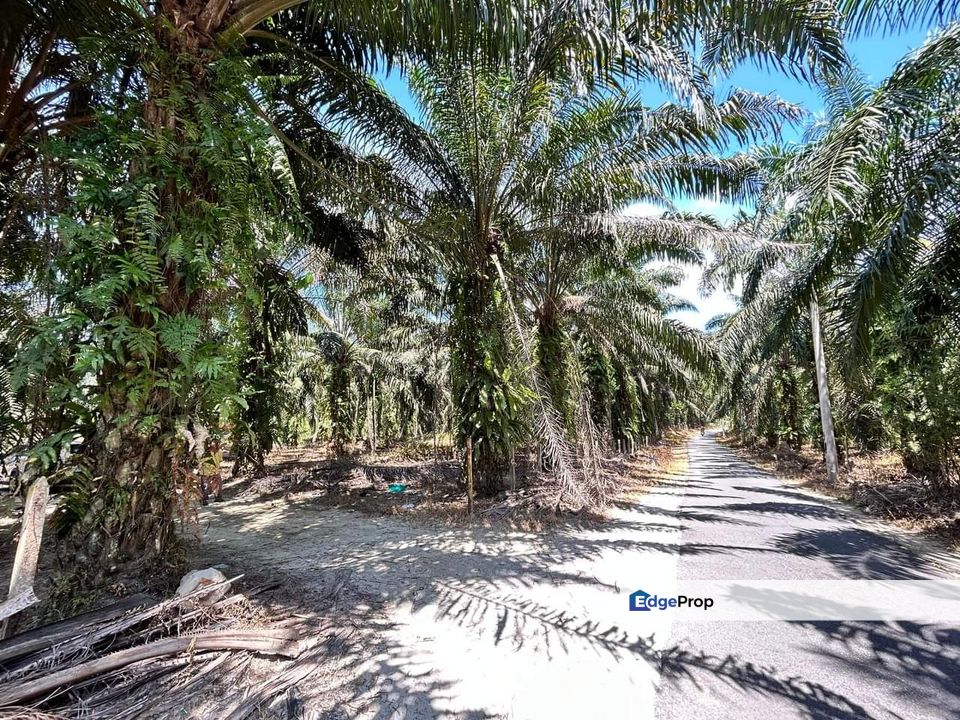 Kampar Kota Bahru Oil Palm Agricultural Land, Perak, Ipoh