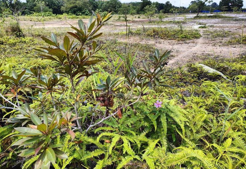 Iskandar Puteri Tanjung Kupang Industry Land for SALE 