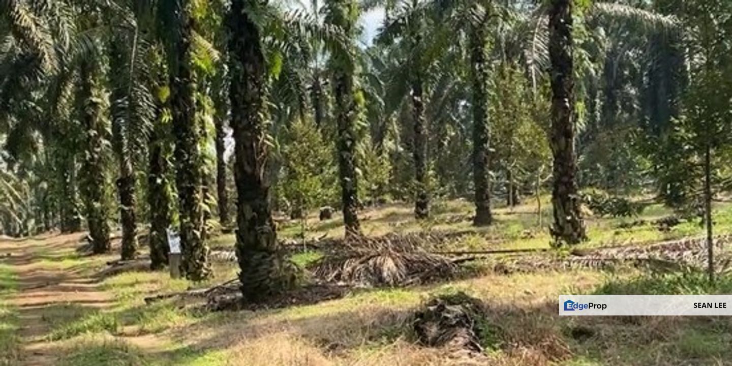 🏡 Batu Pahat Agriculture Land for Sale 峇株巴辖农业地出售, Johor, Batu Pahat