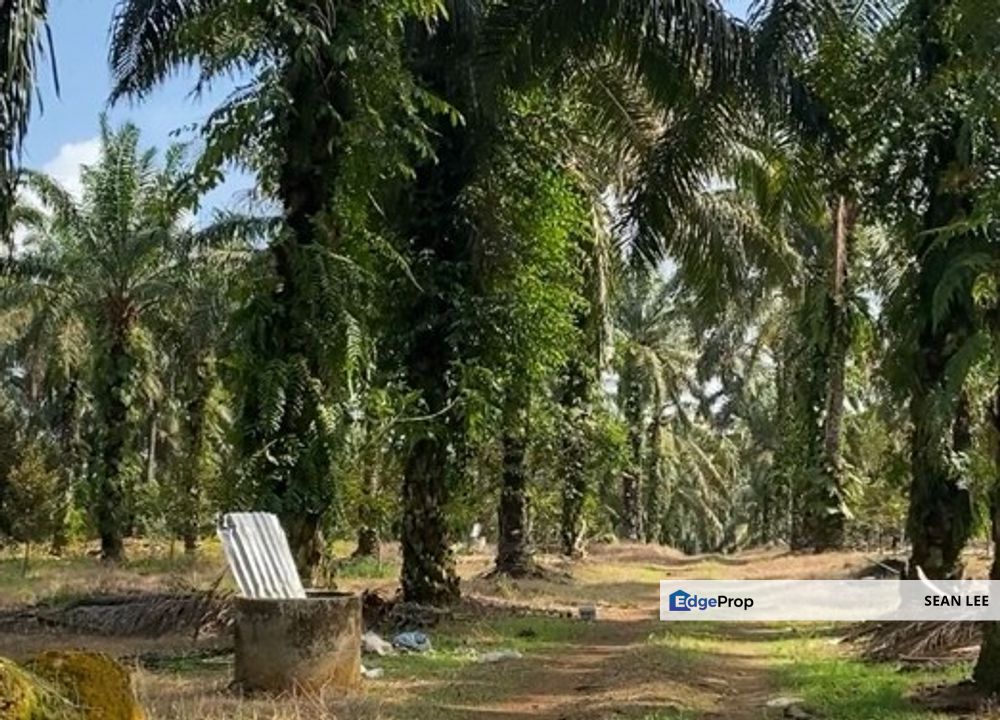 🏡 Batu Pahat Agriculture Land for Sale 峇株巴辖农业地出售, Johor, Batu Pahat