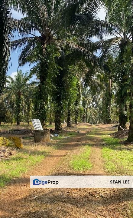 🏞️ Batu Pahat Agriculture Land For Sale 峇株巴辖农业地出售, Johor, Batu Pahat