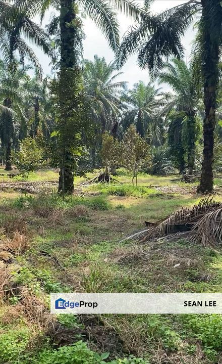 🏞️ Batu Pahat Agriculture Land For Sale 峇株巴辖农业地出售, Johor, Batu Pahat