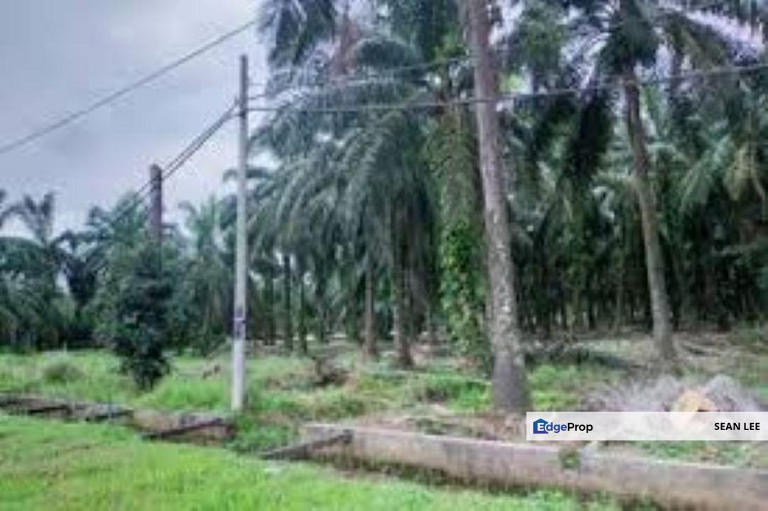 🏞️ Batu Pahat Agriculture Land For Sale 峇株巴辖农业地出售, Johor, Batu Pahat