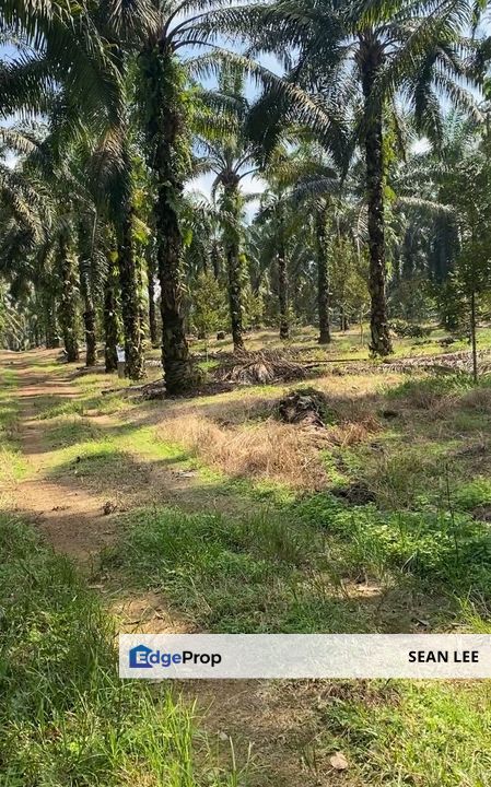 🏞️ Batu Pahat Agriculture Land For Sale 峇株巴辖农业地出售, Johor, Batu Pahat
