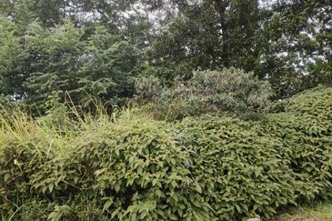 Senai Industrial Park