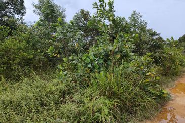 Senai Industrial Park