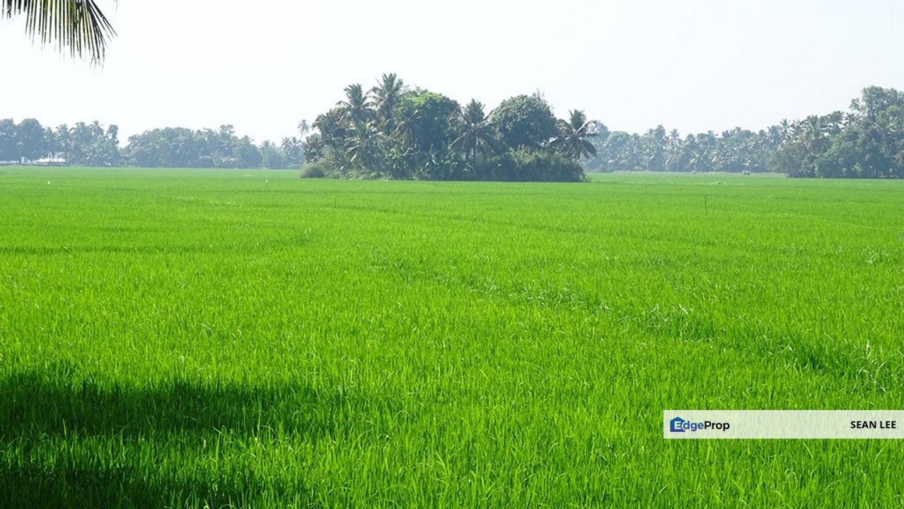 Mersing Paddy Agricultural Land For Sale 丰盛港稻田农业地出售, Johor, Mersing