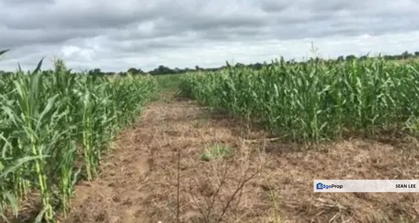 Ulu Tiram Agricultural Land For Sale 乌鲁地南农业地出售, Johor, Johor Bahru