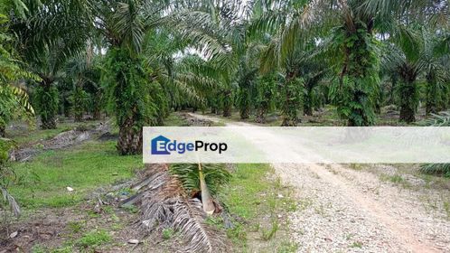 Pontian Area Agriculture Land For Sale, Johor, Pontian