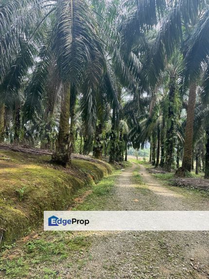  Mawai Baru , Kota Tinggi @ Agriculture Land For Sale, Johor, Kota Tinggi
