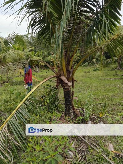 Tanah Pertanian Pokok Kelapa, Pahang, Kuantan