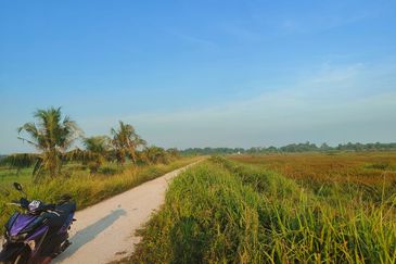 Tanah Paya Padi Di Pahang Tua 1 ekar ingin di Jual RM45000