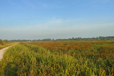 Tanah Paya Padi Di Pahang Tua 1 ekar ingin di Jual RM45000