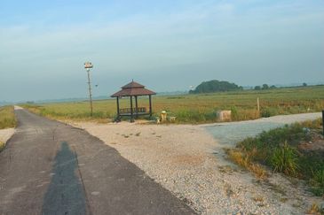 Tanah Paya Padi Di Pahang Tua 1 ekar ingin di Jual RM45000