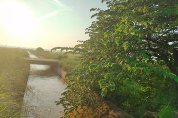 Tanah Paya Padi Di Pahang Tua 1 ekar ingin di Jual RM45000