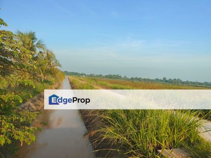 TANAH SAWAH UNTUK DIJUAL – PEKAN, PAHANG (PAHANG TUA) RM 45000.00, Pahang, Pekan