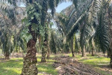 Tanah Kelapa Sawit Berdekatan Dengan Airport Kuantan