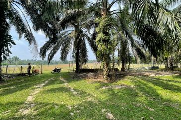 Tanah Kelapa Sawit Berdekatan Dengan Airport Kuantan