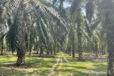 Tanah Kelapa Sawit Berdekatan Dengan Airport Kuantan