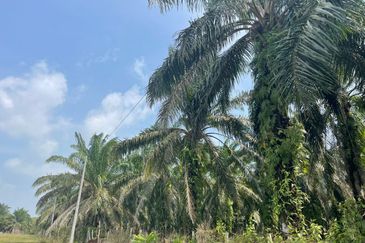 Tanah Kelapa Sawit Berdekatan Dengan Airport Kuantan