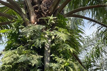 Tanah Kelapa Sawit Berdekatan Dengan Airport Kuantan
