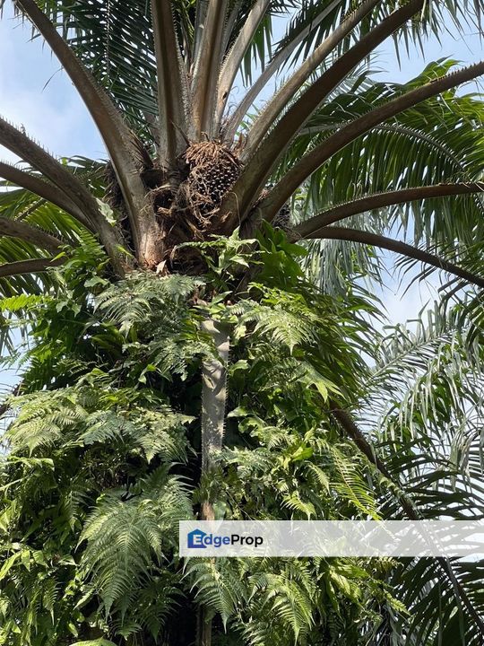 Tanah Kelapa Sawit Berdekatan Dengan Airport Kuantan, Pahang, Pekan