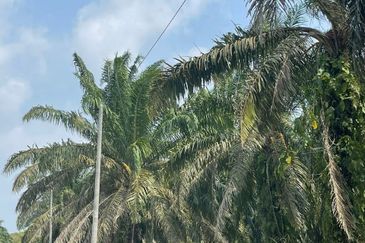 Tanah Kelapa Sawit Berdekatan Dengan Airport Kuantan