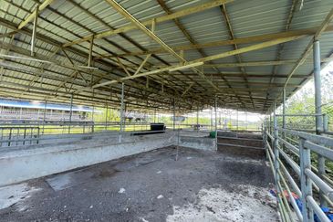 Agricultural Land,  Ternakan Lembu Dan Kambing Secara Komersial