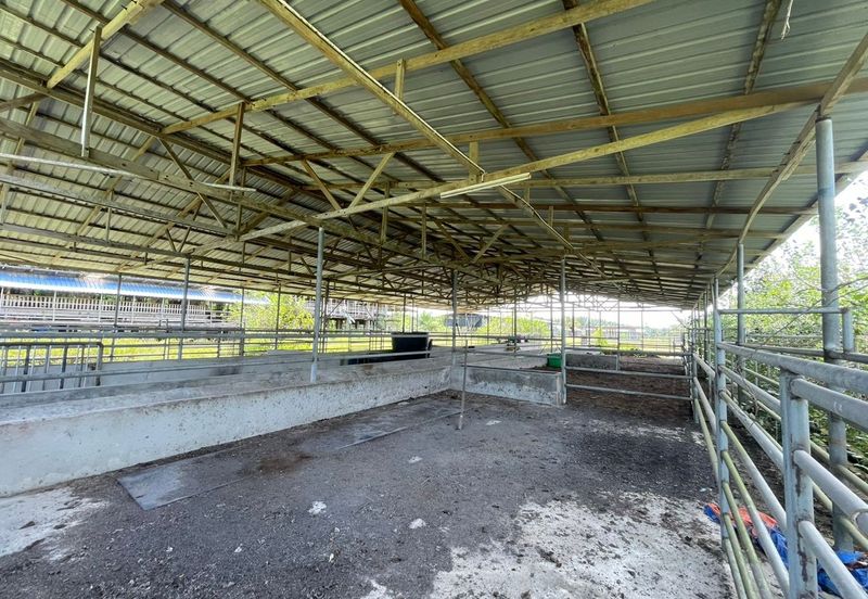 Agricultural Land,  Ternakan Lembu Dan Kambing Secara Komersial