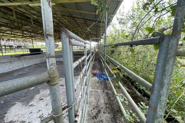 Agricultural Land,  Ternakan Lembu Dan Kambing Secara Komersial