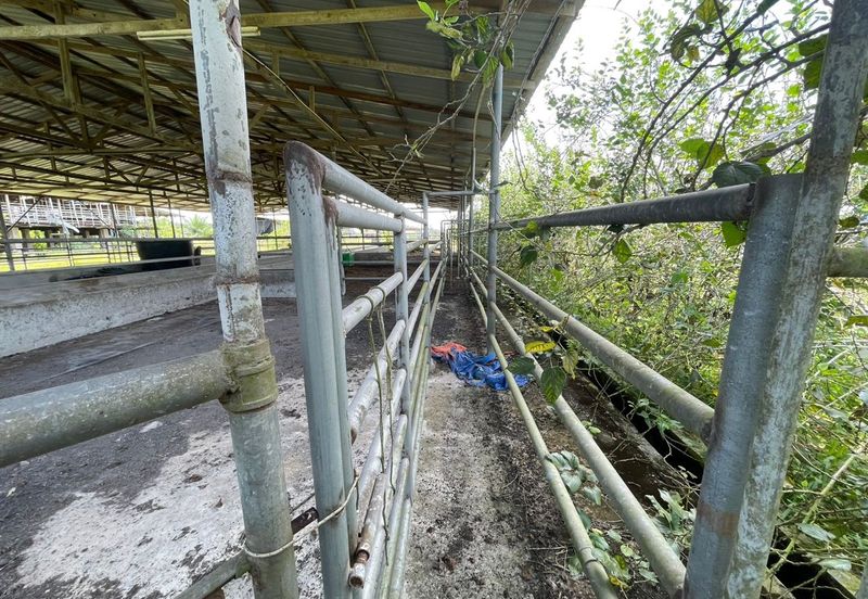 Agricultural Land,  Ternakan Lembu Dan Kambing Secara Komersial