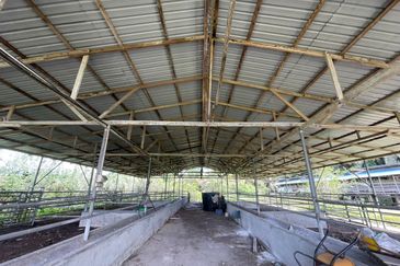 Agricultural Land,  Ternakan Lembu Dan Kambing Secara Komersial