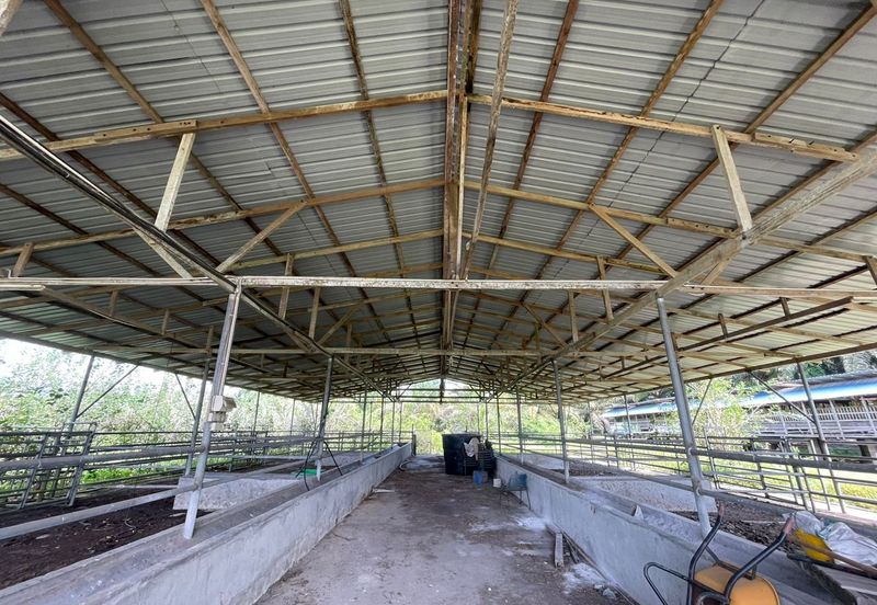 Agricultural Land,  Ternakan Lembu Dan Kambing Secara Komersial