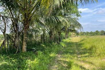 Agricultural Land,  Ternakan Lembu Dan Kambing Secara Komersial