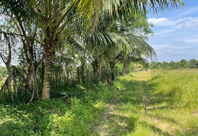 Agricultural Land,  Ternakan Lembu Dan Kambing Secara Komersial