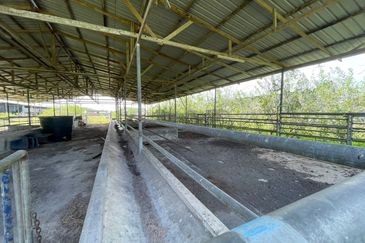 Agricultural Land,  Ternakan Lembu Dan Kambing Secara Komersial