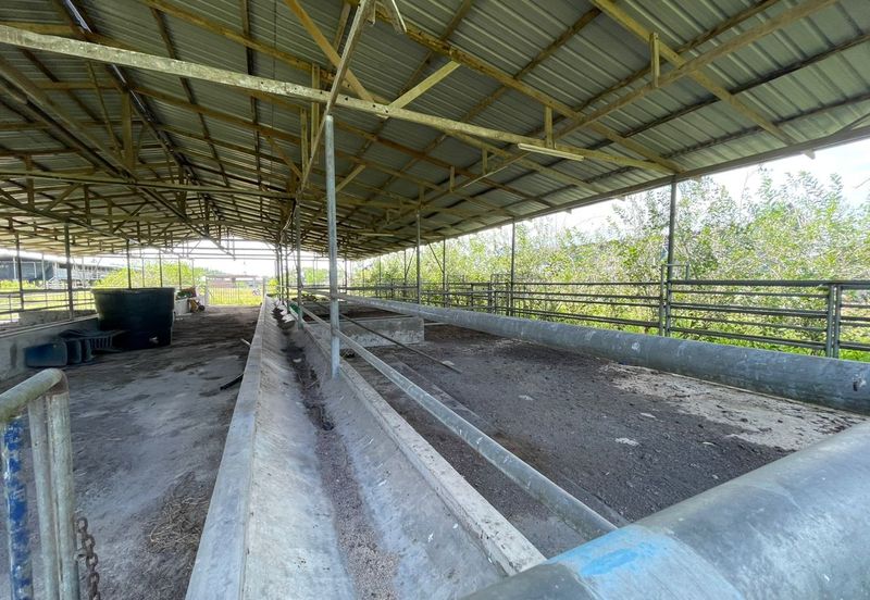 Agricultural Land,  Ternakan Lembu Dan Kambing Secara Komersial