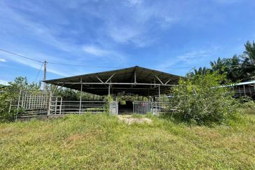 Agricultural Land,  Ternakan Lembu Dan Kambing Secara Komersial