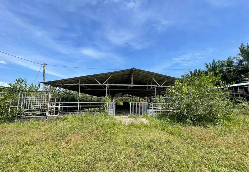 Agricultural Land,  Ternakan Lembu Dan Kambing Secara Komersial