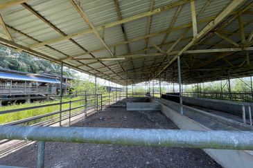 Agricultural Land,  Ternakan Lembu Dan Kambing Secara Komersial