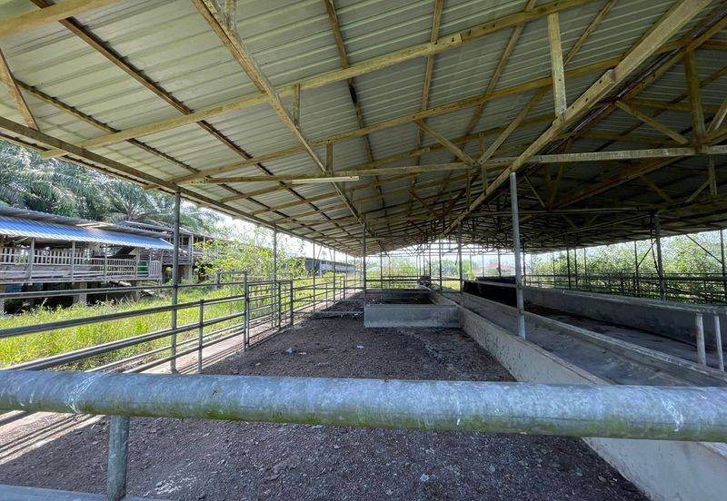 Agricultural Land,  Ternakan Lembu Dan Kambing Secara Komersial